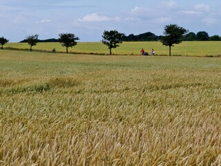 Bäume im Feld auf Rügen