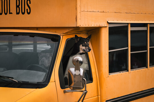 Salty Dog Drivers
