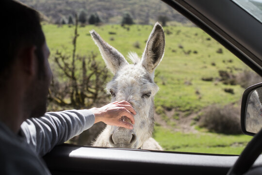 Caressing a donkey from the car 