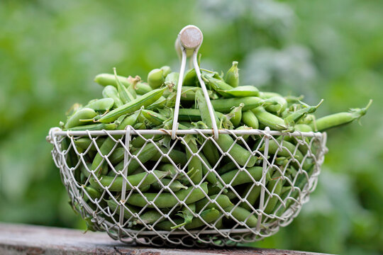 Gartenerbsen pulen oder palen