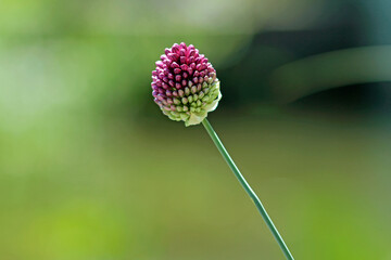 Insektenmagnet, Sternkugel-Lauchblüte