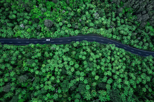 Topdown view of car driving through rain forest