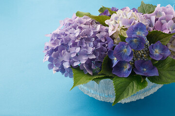 Obraz premium 紫陽花 スタジオ撮影