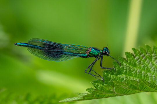 Banded Demoiselle (Calopteryx splendens)