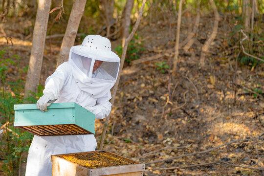 A Beekeeper Takes Care Of Her Bees