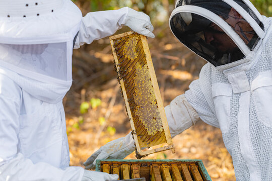 Beekeepers checking bee hives. 