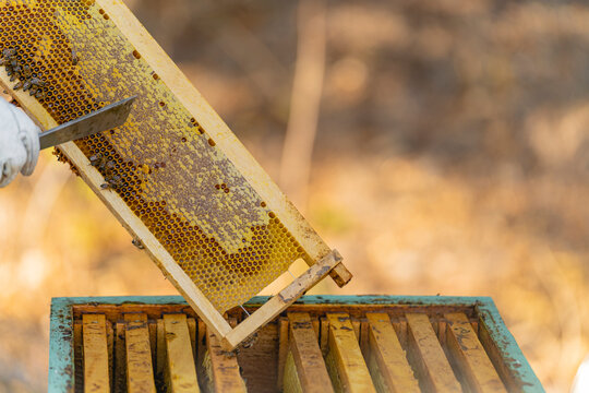  Beekeeper checking a hive of bees.  