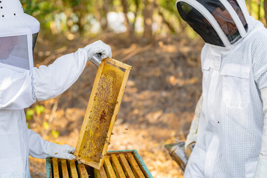 Beekeepers checking bee hives. 