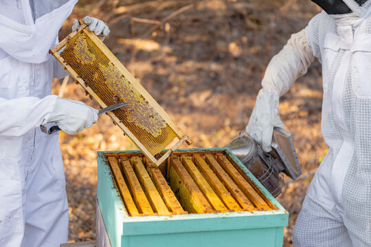 Beekeepers checking bee hives. 