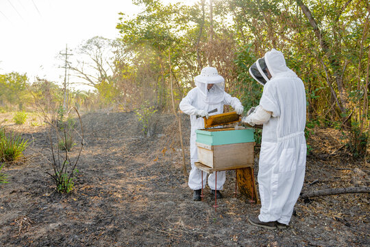 Beekeepers checking bee hives. 