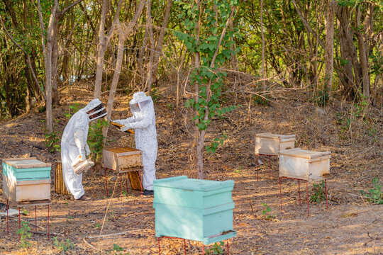 Beekeepers checking bee hives. 