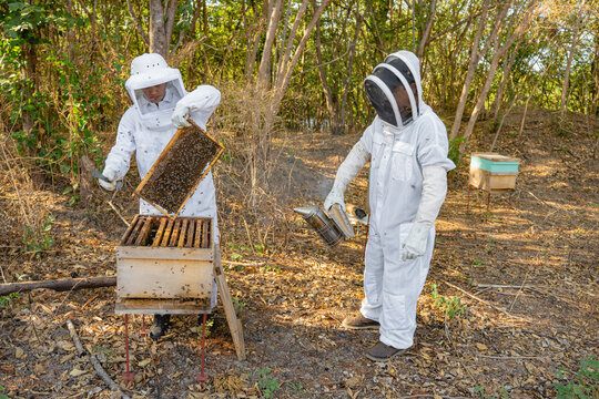 Beekeepers checking bee hives. 