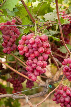 red grapes on vine