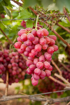 bunch of grapes