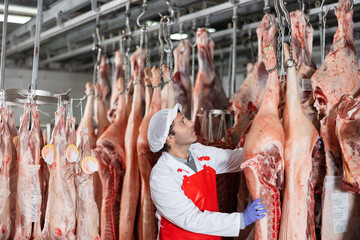Focused skilled butcher shop worker checking fresh raw dressed pork carcasses hanging on hook frame...