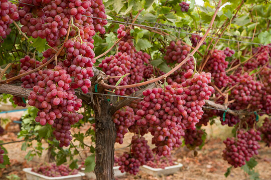 red grapes on vine