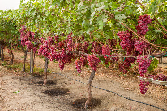 red grapes in vineyard