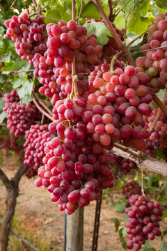 red grapes on vine