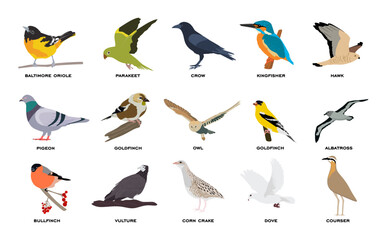 Big vector set of birds in flat style. Collection of different birds flying sitting isolated on white background. Colorful cartoon group of bird with names. Animals vector illustration
