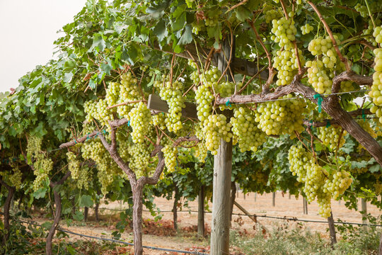 Green Grapes
