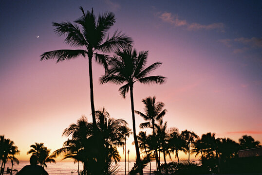 colorful maui scenery with brightly colored palm trees 