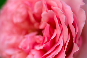 Rose flower petals defocused close up, macro soft focus background, defocused pink wallpaper. Close-up of flowers and petals of pink rode. Pink rose flower