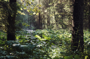 Green vegetation in mountain woods