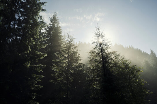 Sun shining through the mist