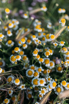 Poppies and daisies