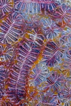 coral fossil jade agate color bugs pattern type
