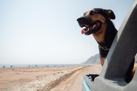 Travel with dog in pickup truck