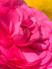 close up of pink flower