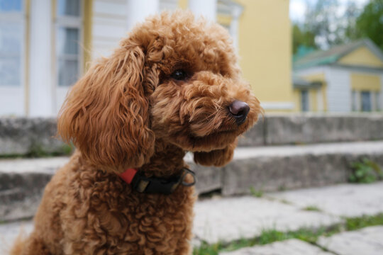 Adorable toy poodle puppy