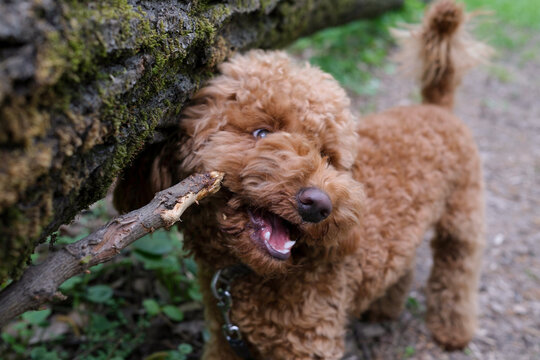 Small poodle puppy gnawing a stick