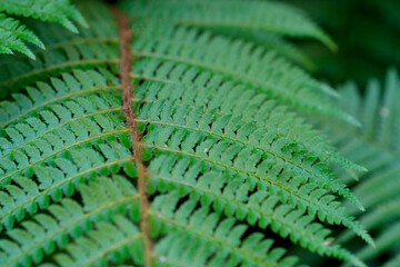 Green mature fern leaf macro, selective focus.