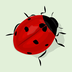 Fototapeta premium Cute ladybug or ladybird simple flat design.Vector illustration.