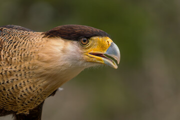 Crested Caracara Portrait