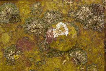 lichens rust 9 rivet head metal guard rail wildlife refuge Indiana