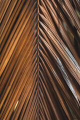 Old Palm Tree Leaves Closeup Pattern