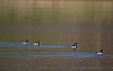 Ring Necked Duck