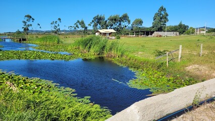 Fototapeta premium Lago com vegetação
