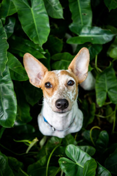 A cute jack russell puppy with large ears sits in a tropical garden