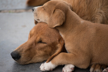 Perros en su ámbito natural, cachorros