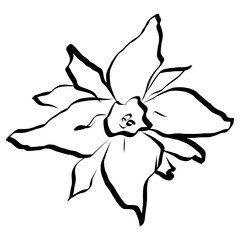 Flower Icon. Simple Hand Drawn Floral Element. Black Sketch ink Drawing Plant. Wildflower
