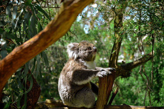 Koala in the wilderness