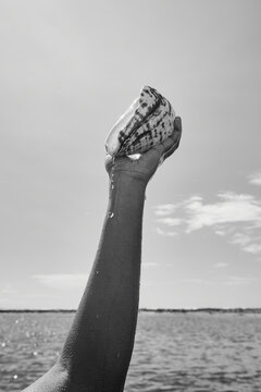 Ocean Conch