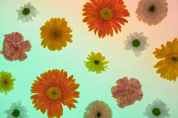 multicolored gerbera isolated on white background