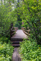 Naklejka premium Bridge through Marsh