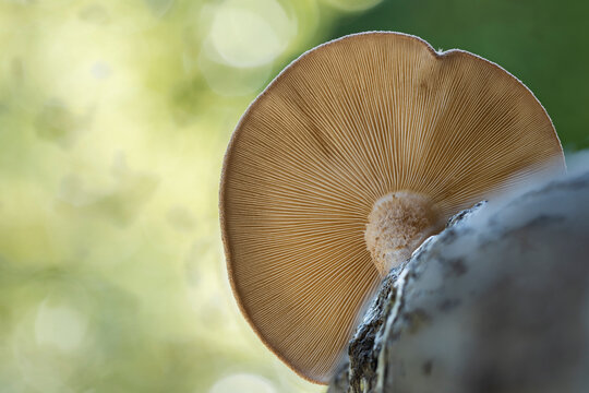 Underside Of A Shiitake Mushroom 