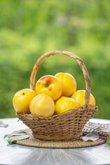 Shiny Yellow Peach fruit in wooden basket over blur greenery background, Yellow Nectarine fruit over green natural Blur background.